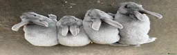 Rex rabbits for sale: Beautiful Baby  Blue mini Rex Rabbits  - Advert 3