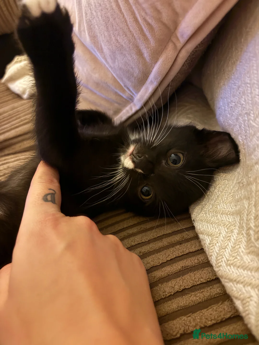 Mixed Breed cats for sale: Black Male Kitten  in Barnoldswick - Advert 4