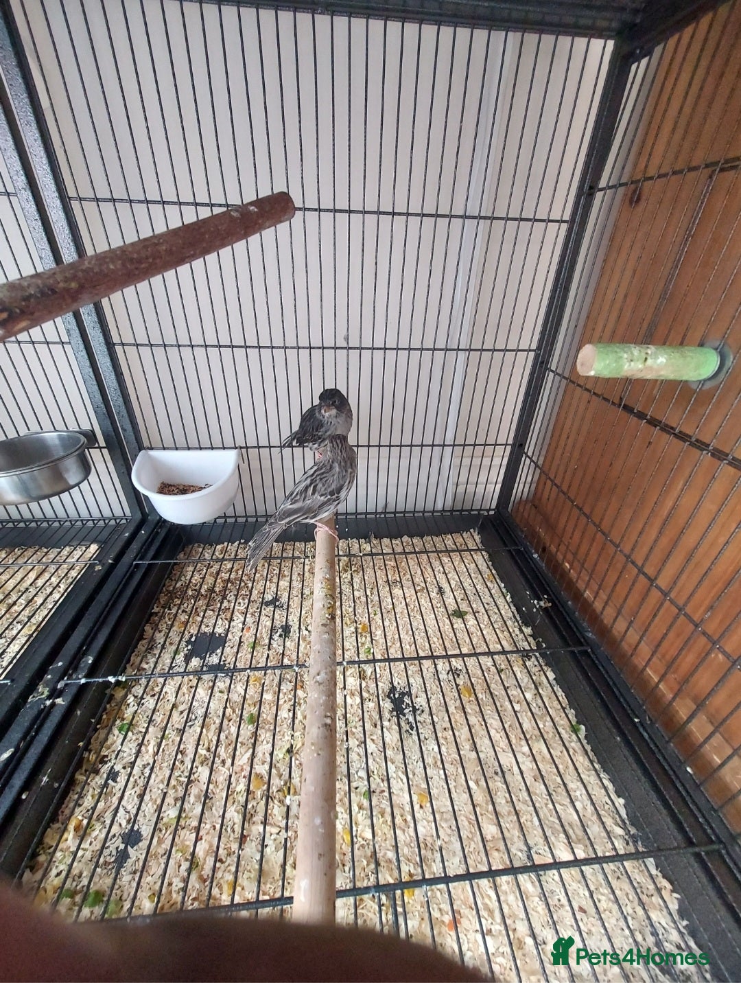 Canaries birds for sale:  canary available  in Birmingham - Image 1