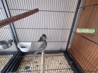 Canaries birds canary available in Birmingham - Advert 2