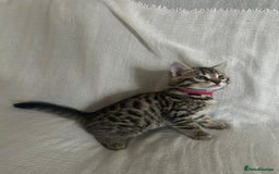Bengal cats for sale: Beautiful Cross Bengal Kittens - Image 8