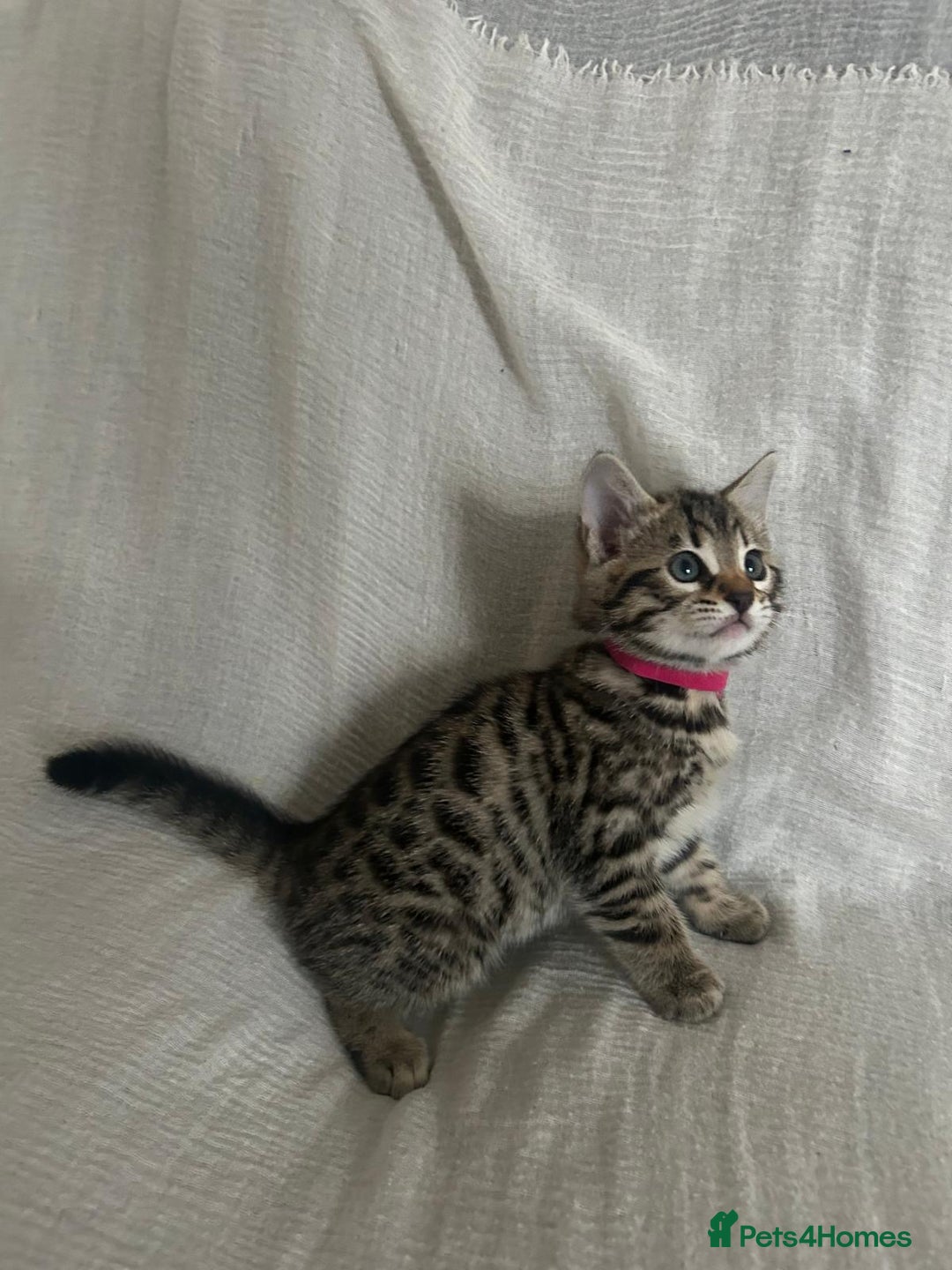 Bengal cats for sale: Beautiful Cross Bengal Kittens - Image 8