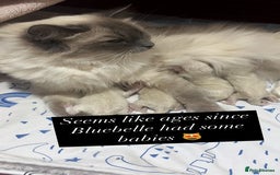 Ragdoll cats for sale: GCCF REGISTERED DNA TESTED PARENTS AND CLEAR  - Image 25