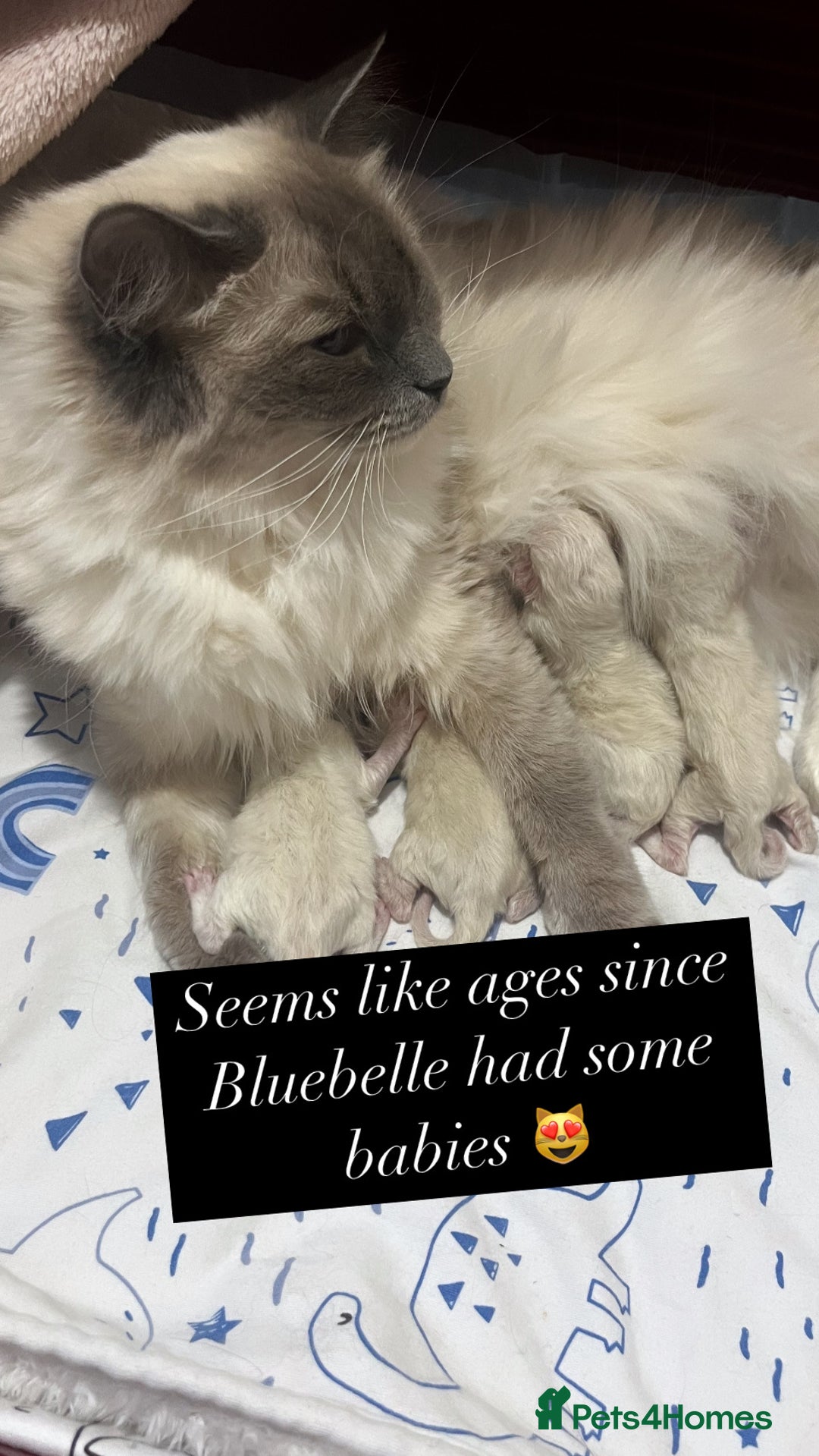 Ragdoll cats for sale: GCCF REGISTERED DNA TESTED PARENTS AND CLEAR  - Image 25