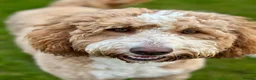 Australian Labradoodle dogs for stud: Outstanding Boy F/F -Hips 2/2 Elbows 0/0  - Advert 2
