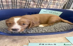 Cocker Spaniel dogs for sale: Two cocker spaniel litters - Image 25