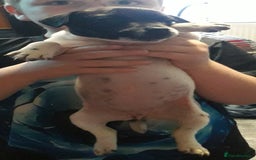 Jack Russell dogs for sale: Jack rusell - Image 2
