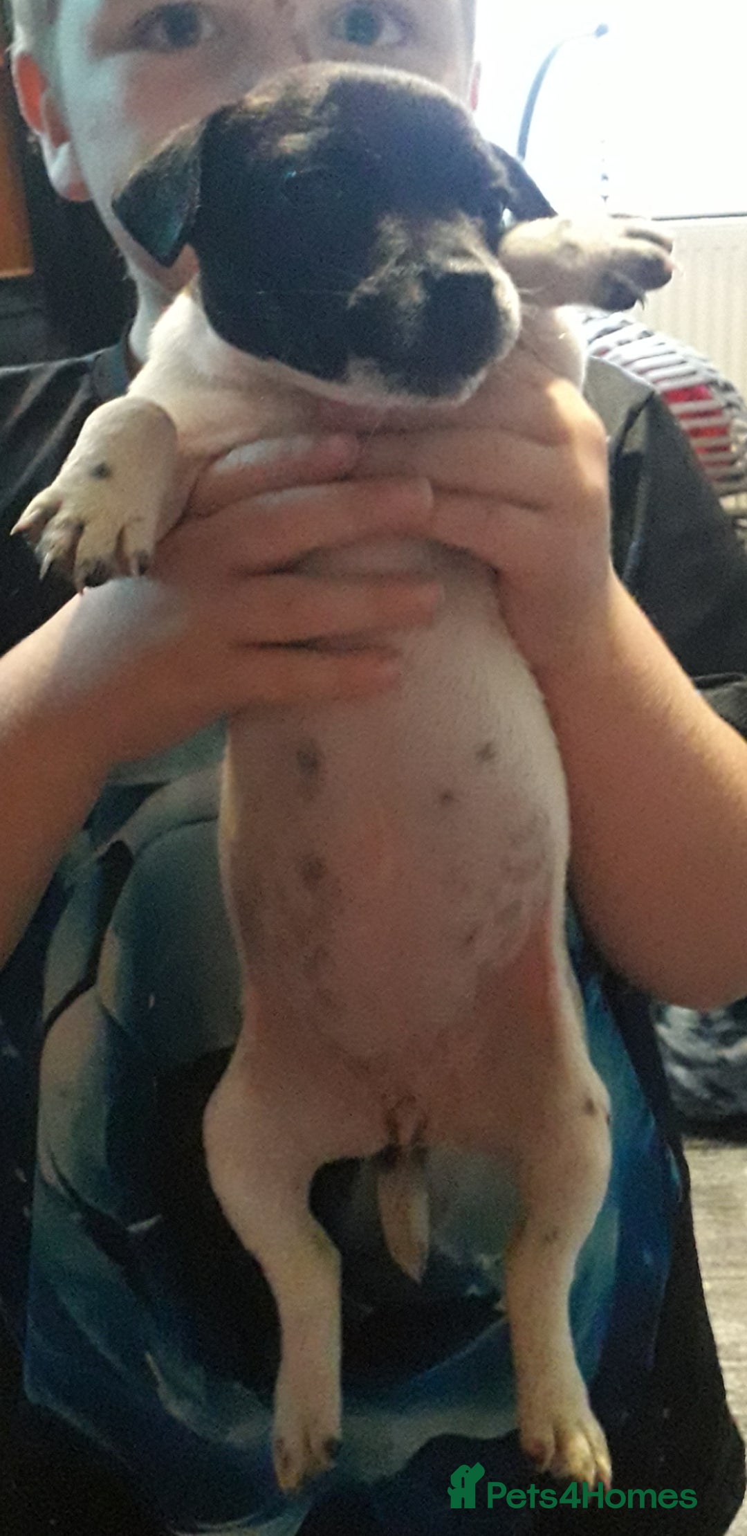 Jack Russell dogs for sale: Jack rusell - Image 2