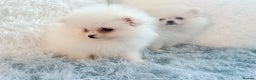Pomeranian dogs for sale: Super cute white KC teddy bears  - Advert 3