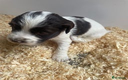 English Springer Spaniel dogs for sale: Working English springer spaniel puppies  - Image 12