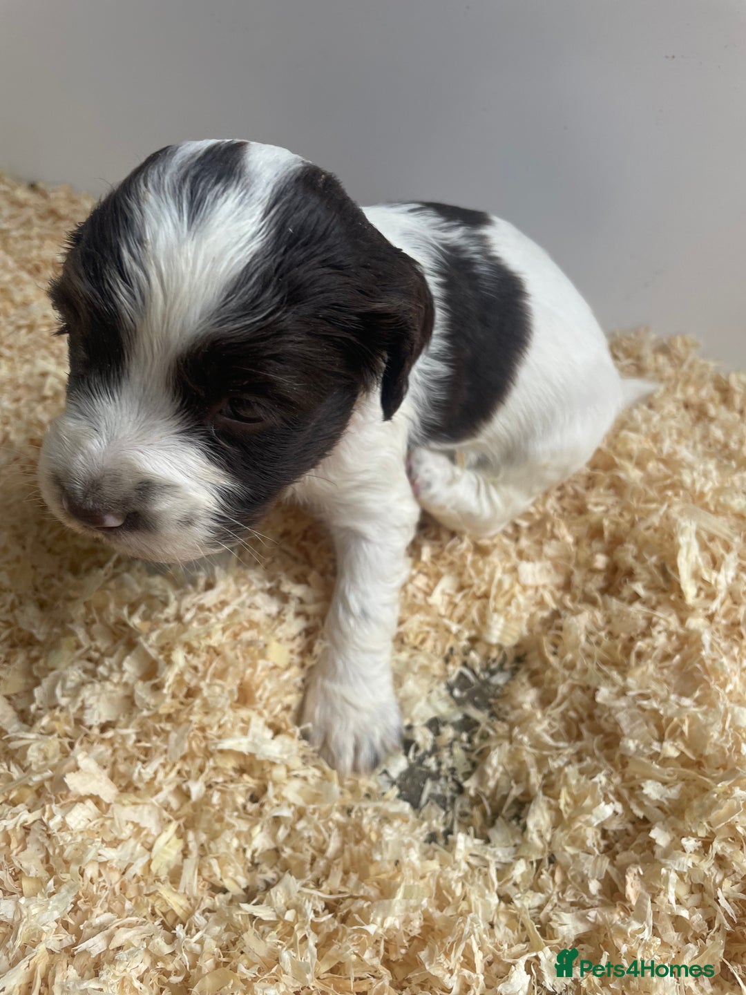 English Springer Spaniel dogs for sale: Working English springer spaniel puppies  - Image 12