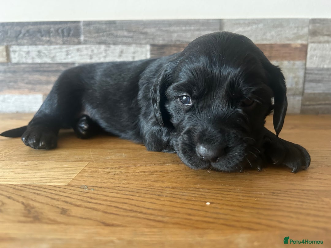 Cocker Spaniel dogs for sale: Baby Cocker Spaniels working type - Image 23