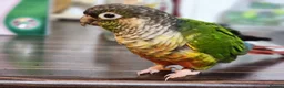 Conures birds for sale: Two lovely green cheek conures - Advert 2
