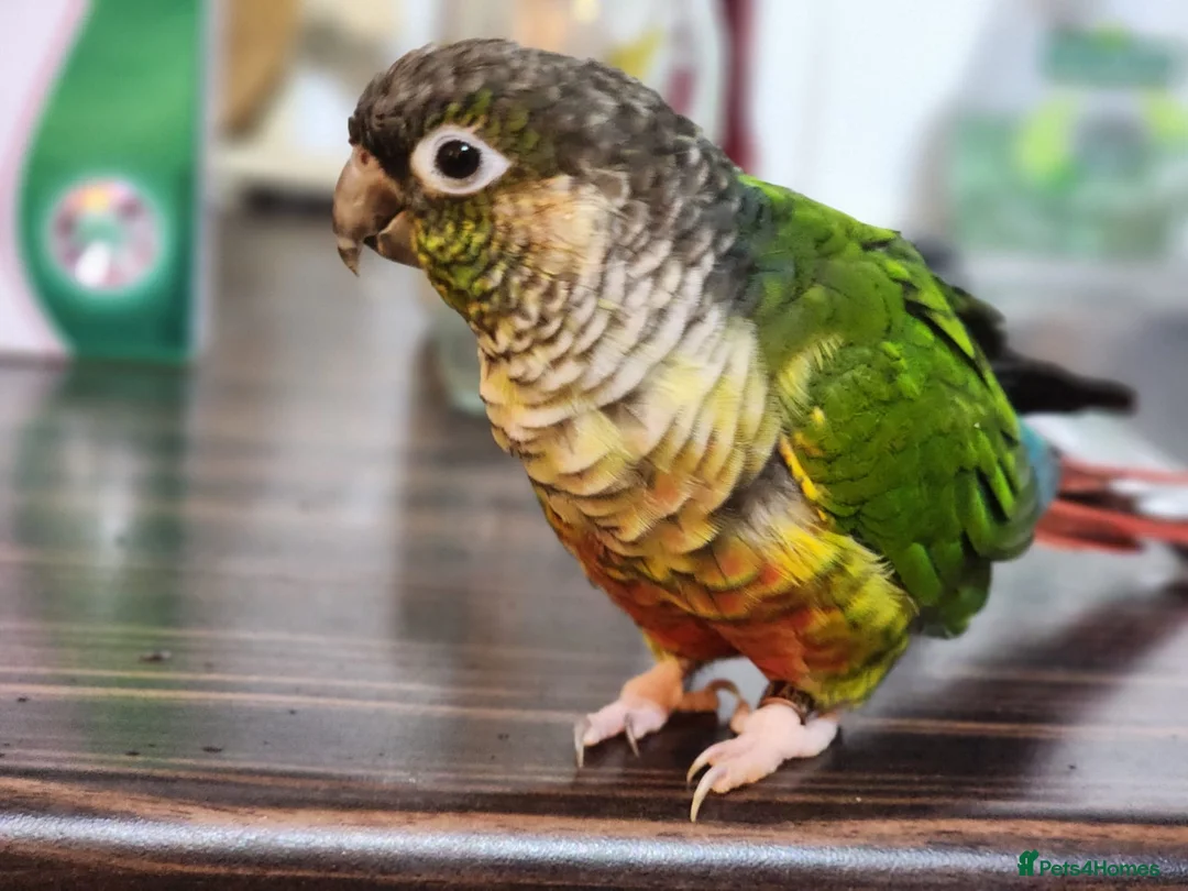 Conures birds for sale: Two lovely green cheek conures - Advert 2
