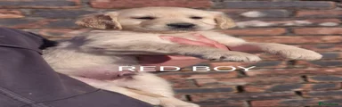 Golden Retriever RED BOY 