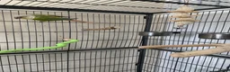 Conures birds for sale: Male pineapple green cheek conure for sale  in Armagh - Advert 7