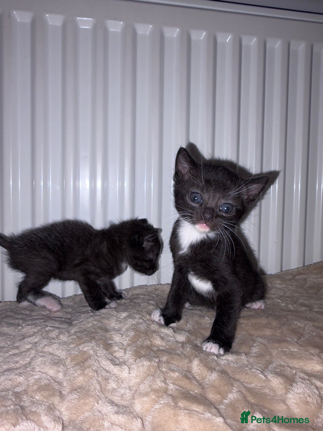 Khao Manee cats for sale: 4 mixed khao manee kittens  - Advert 8