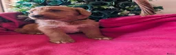 Australian Labradoodle dogs for sale: Stunning Red Australian Labradoodle puppies  - Advert 7