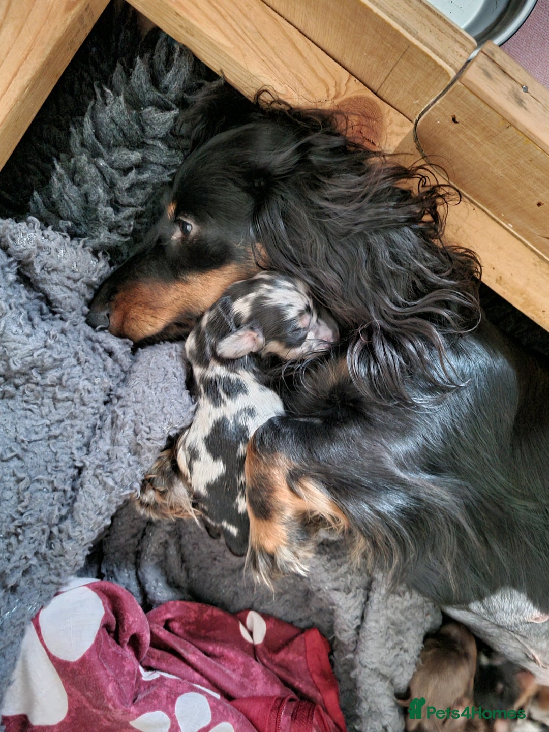 Miniature Dachshund dogs for sale: KC Reg. PRA Clear Long Haired Mini Dachshunds  - Advert 20