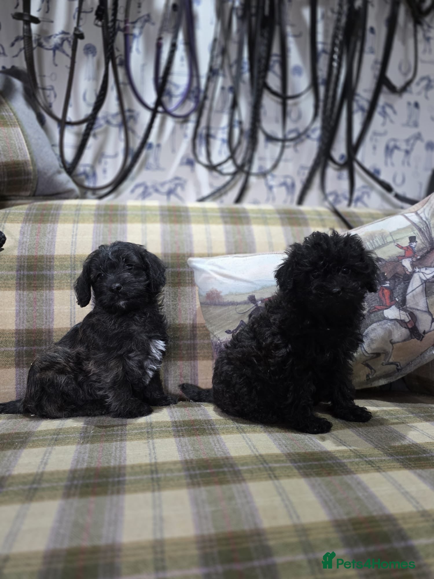 Pugapoo dogs Pugapoo Puppies Gorgeous Litter  - Advert 1