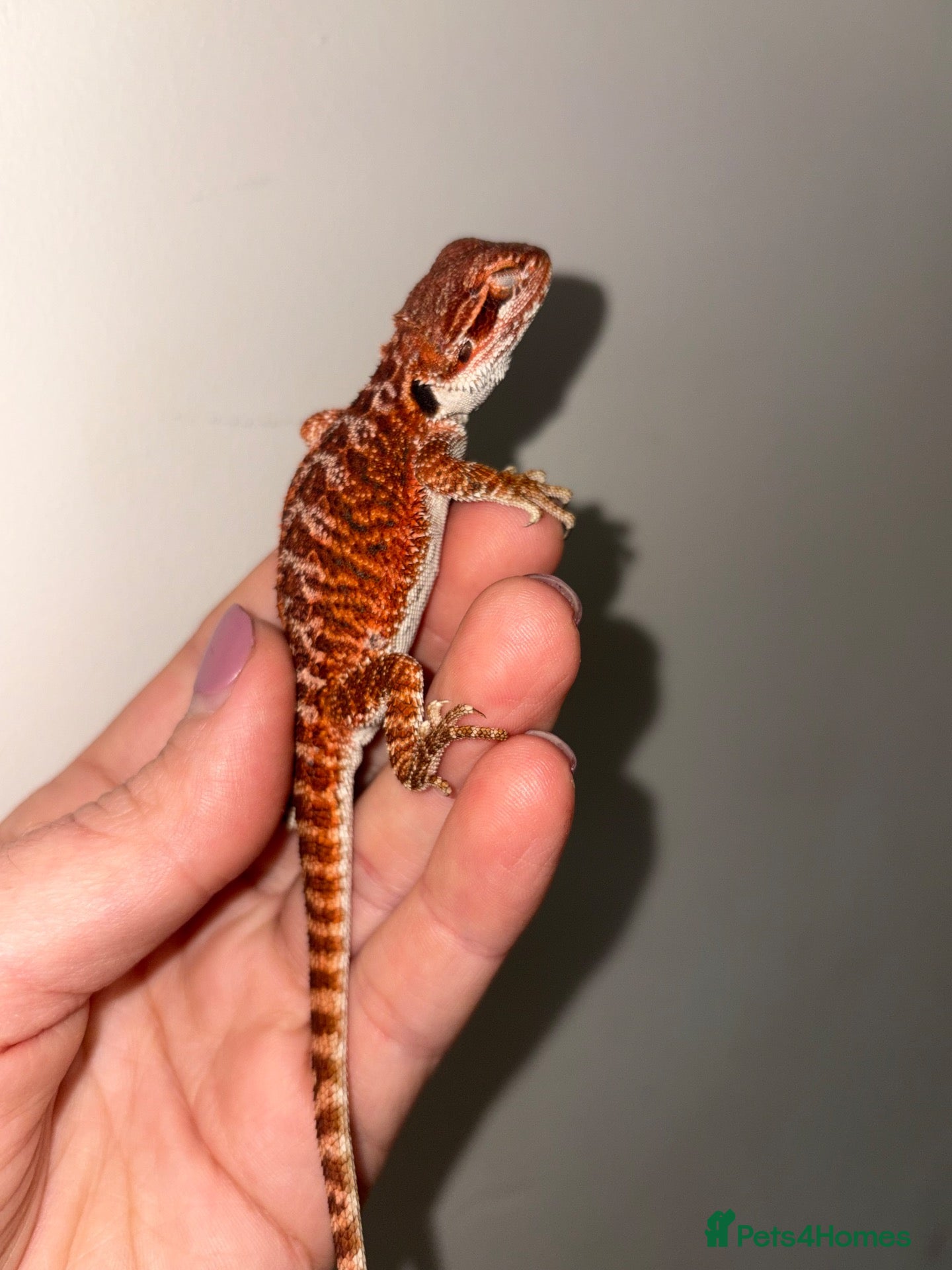 Bearded Dragon reptiles 100% red monster bearded dragon babies🐉 - Advert 2