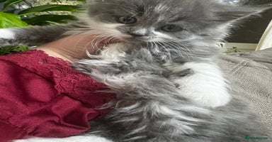 Mixed Breed cats - Advert 8