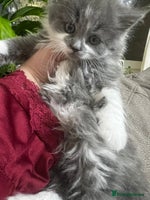 Mixed Breed cats - Advert 8