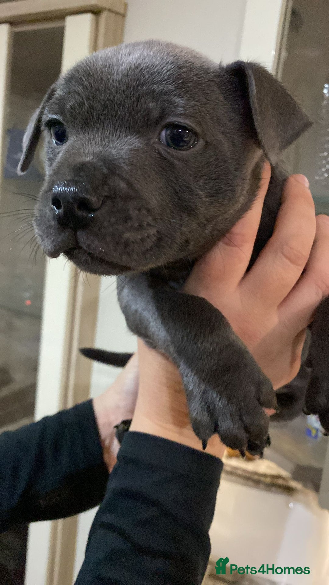 Staffordshire Bull Terrier dogs for sale: 3 boy blue staffs - Image 5