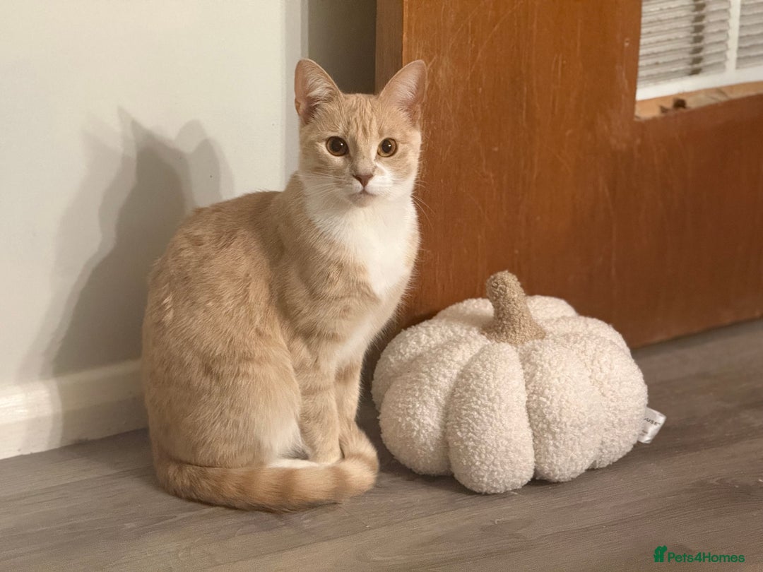 Mixed Breed cats for sale: Beautiful ginger cat  - Image 1