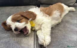 Cavapoo dogs for sale: Beautiful Cavapoo F2 puppies  for sale - Image 18
