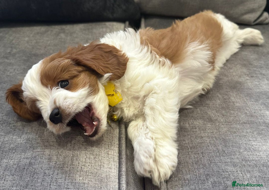 Cavapoo dogs for sale: Beautiful Cavapoo F2 puppies  for sale - Image 18