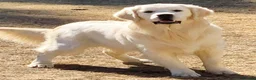 Golden Retriever dogs for sale: Newmiller Retrievers Autumn Litter Announcement - Advert 4