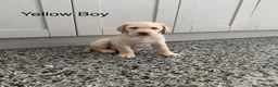 Labrador Retriever dogs for sale: Chunky Labrador Puppies - Advert 22