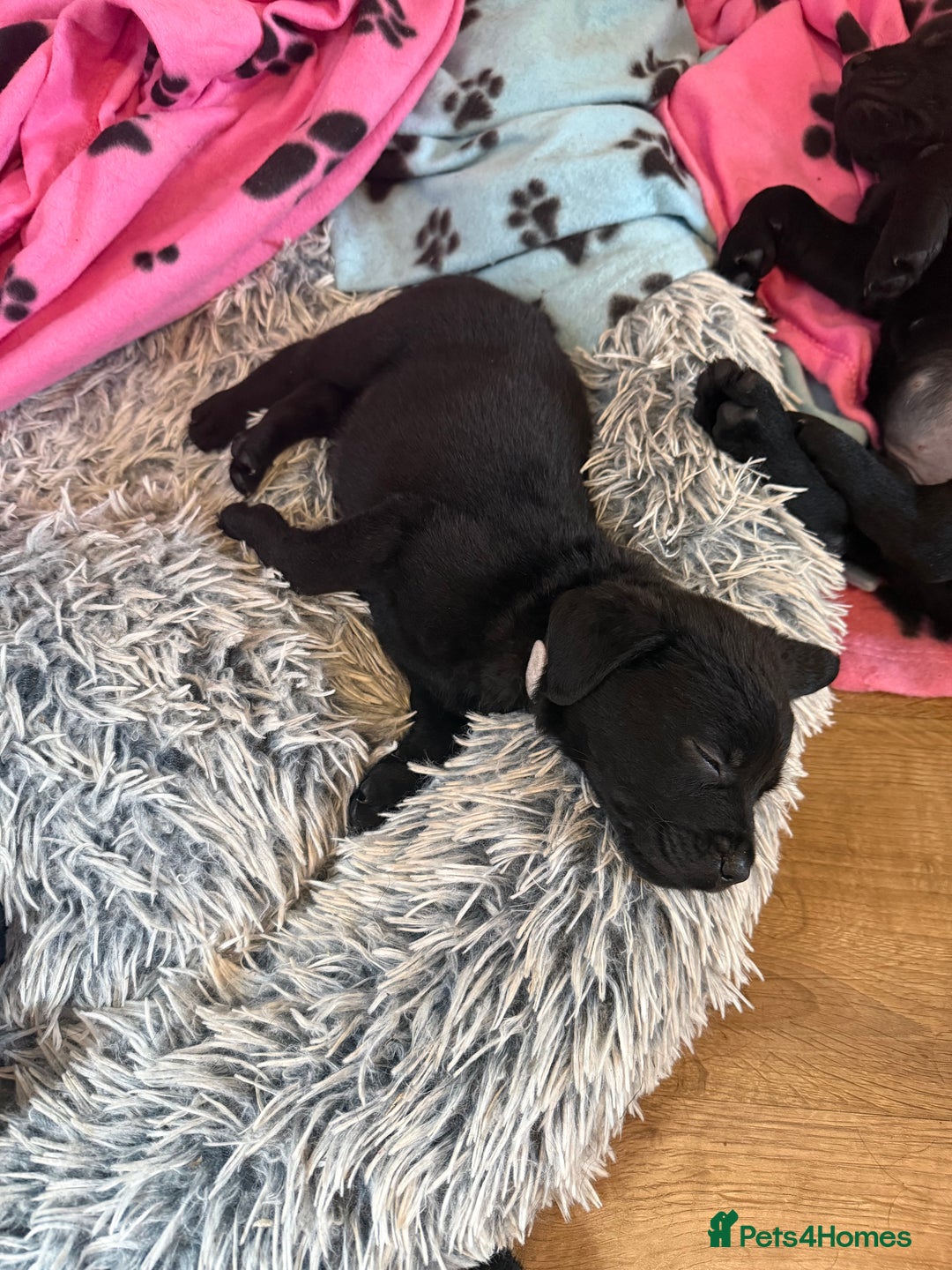 Mixed Breed dogs for sale: Labrotties - Advert 10