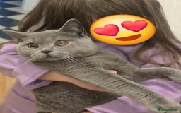 British Shorthair cats for sale: British shorthair GCCF registered  in Boston - Image 12