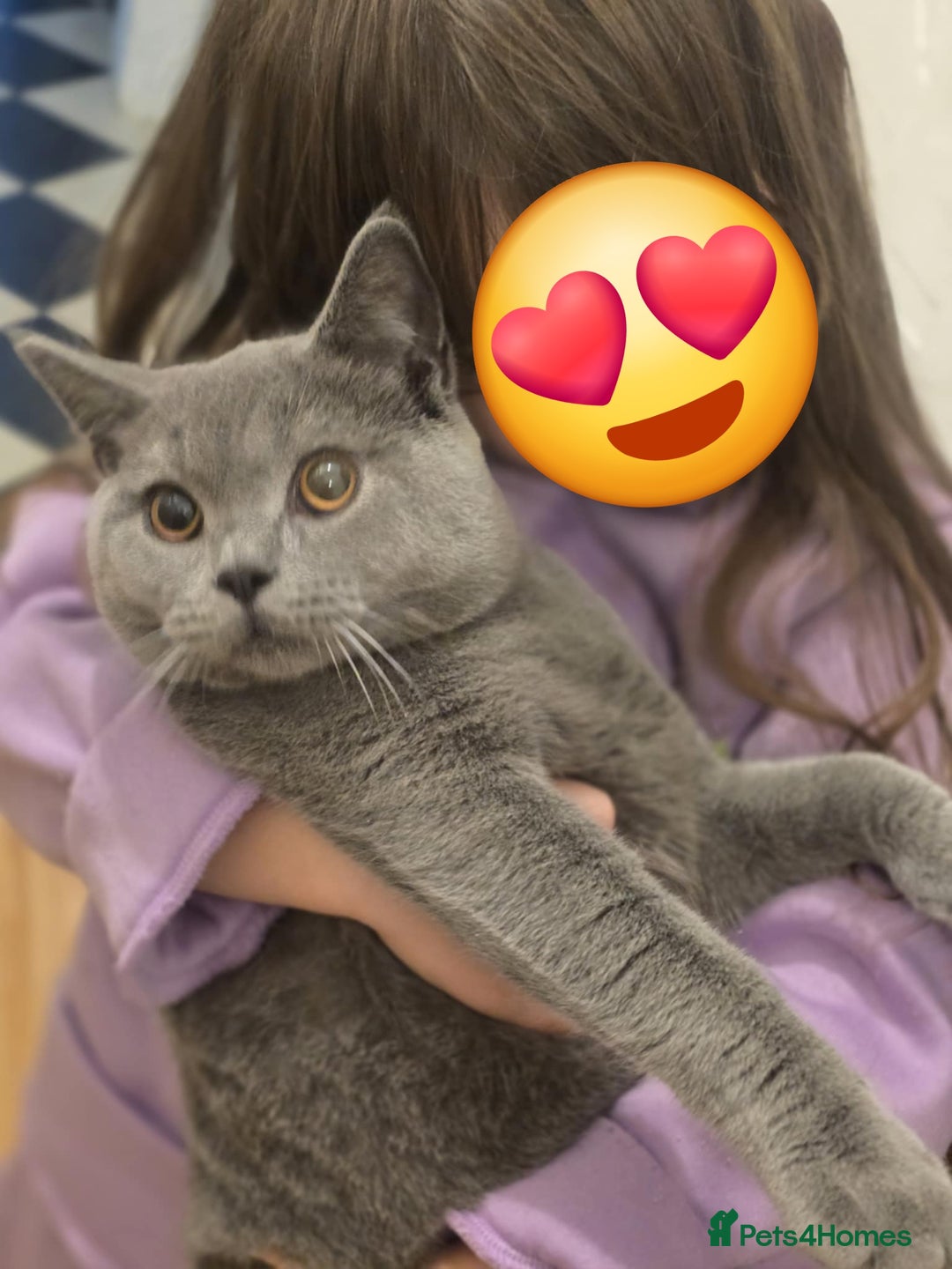 British Shorthair cats for sale: British shorthair GCCF registered  in Boston - Image 12