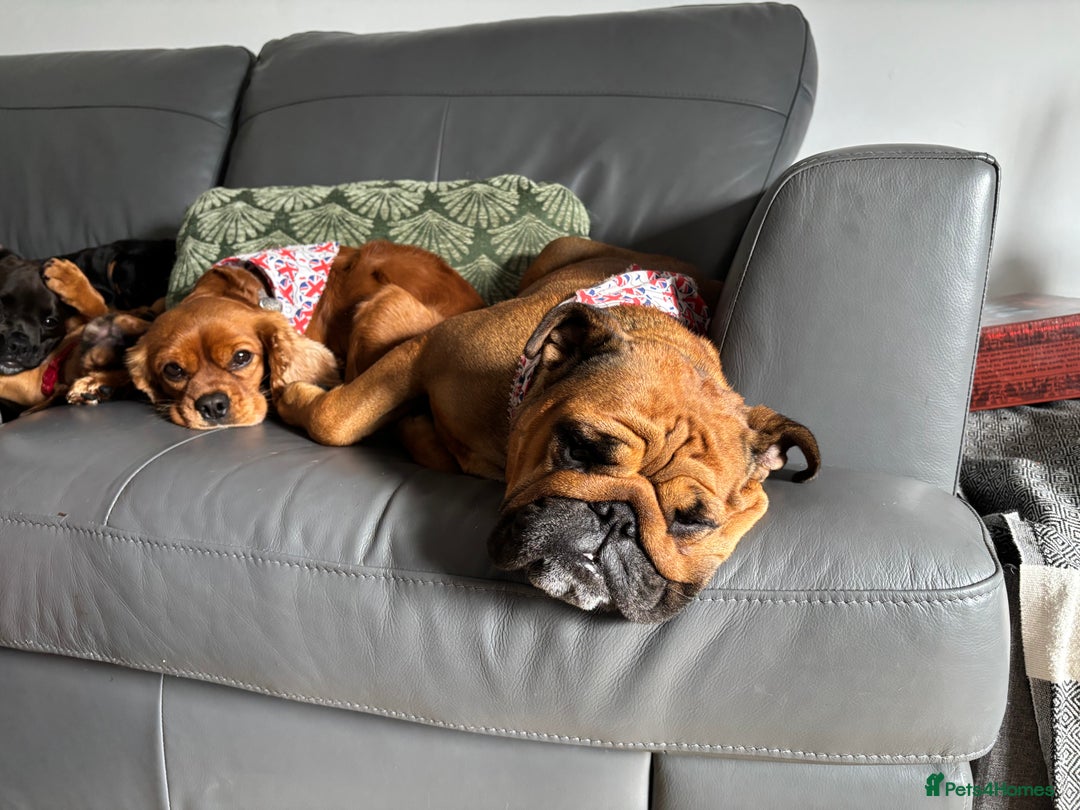 English Bulldog dogs for sale: Dollie looking for a quieter life - Advert 5