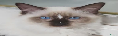 Ragdoll 1
