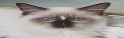 Ragdoll cats for sale: RAGDOLLS SEAL POINT BICOLOUR GIRLS BLUE EYES  - Advert 26