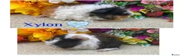 Guinea Pig rodents for sale: Pedigree Lunkarya/Blue/ Dalmation Guinea pigs  - Advert 13