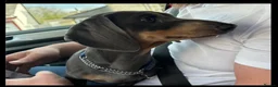 Dachshund dogs for sale: Miniature dachshund puppies in Perth - Advert 3