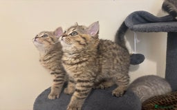 British Shorthair cats for sale: Ready to go BS kittens  - Image 17