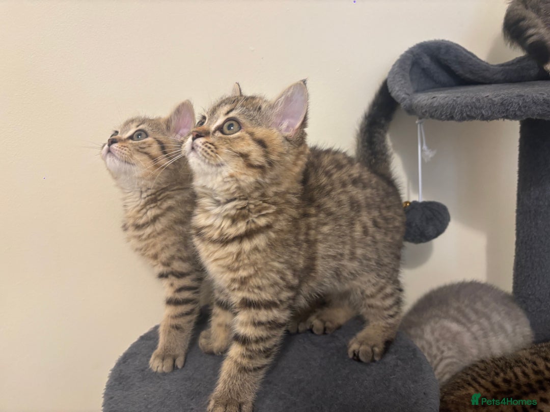 British Shorthair cats for sale: Ready to go BS kittens  - Image 17