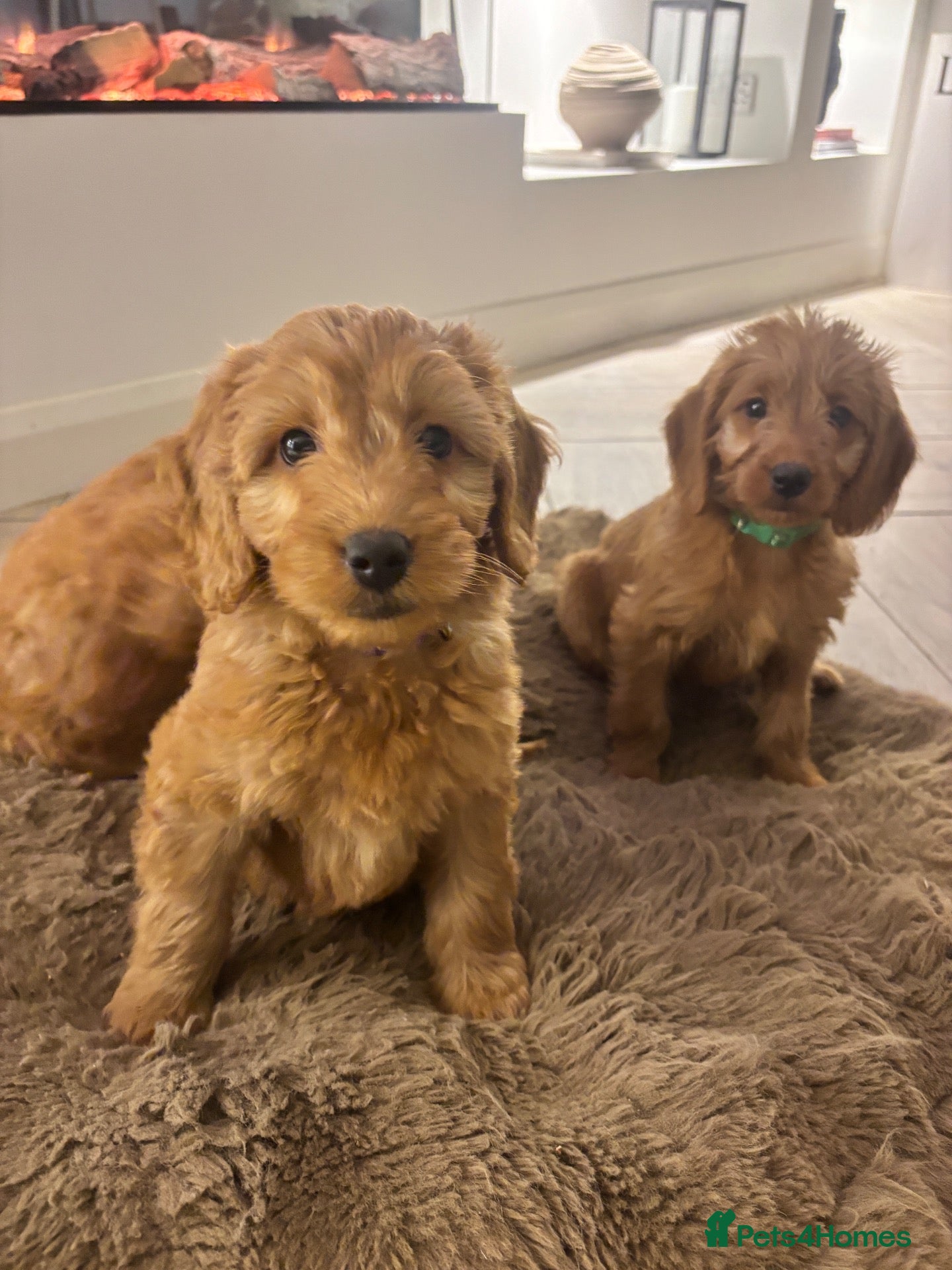 Labradoodle dogs Stunning girls ready! Labradoodle F1b generation - Advert 1