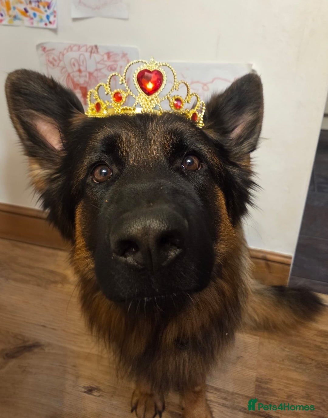 German Shepherd dogs for stud: 🐾 Beautiful Pedigree German Shepherd – Bruno 🐾 - Image 6