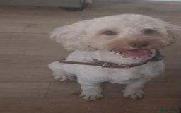 Cockapoo dogs for sale: X2 cockapoos boy and girl (not related) - Image 4