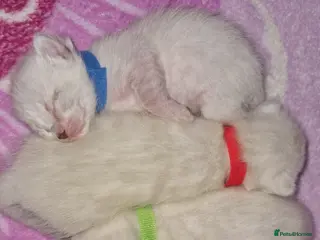 Bengal cats 🌟 Stunning seal lynx (snow) bengal kittens - Advert 9