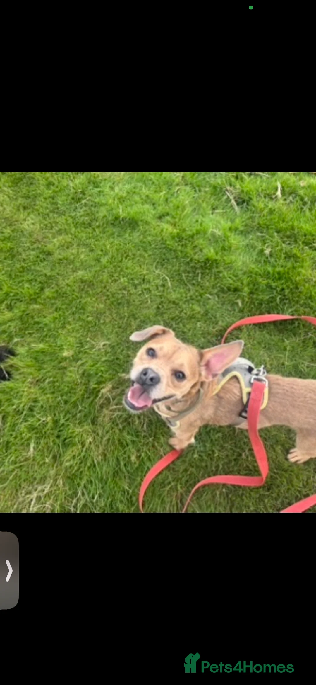 Mixed Breed dogs for sale: Bramble  - Advert 2