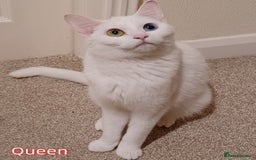 Mixed Breed cats for sale: 4 Gorgeous Pure White Kittens - Image 10