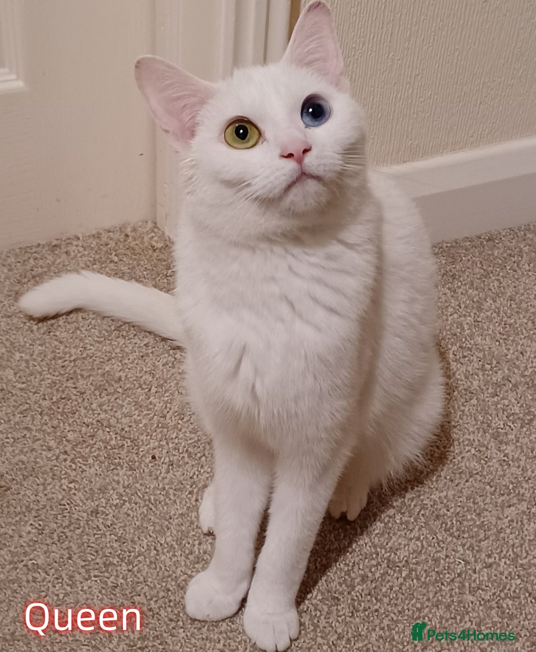 Mixed Breed cats for sale: 4 Gorgeous Pure White Kittens - Image 10